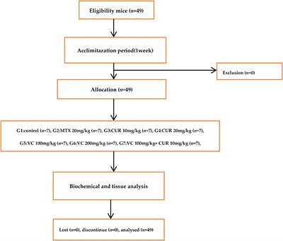 Combination of Vitamin C and Curcumin Safeguards Against Methotrexate-Induced Acute Liver Injury in Mice by <mark class="highlighted">Synergistic Antioxidant</mark> Effects
